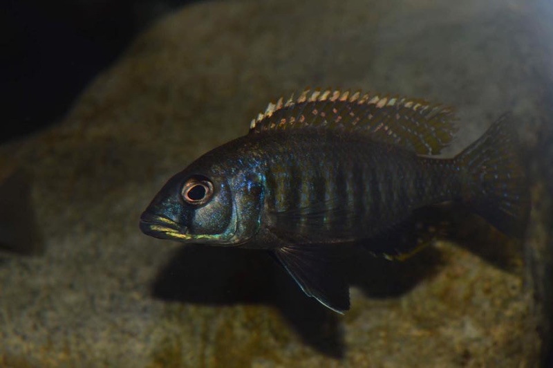 Sciaenochromis sp. 'nyassae'